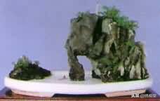 丛林式盆景欣赏,盆景欣赏及制作