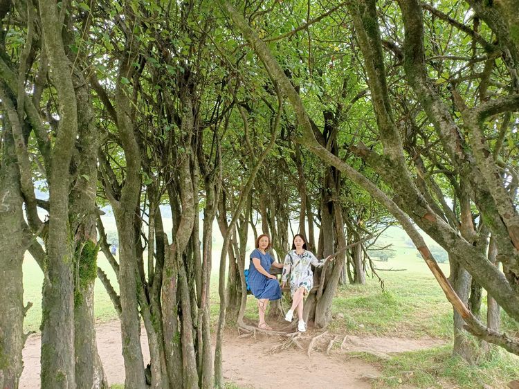 大美武隆仙女山,畅游重庆武隆区仙女山