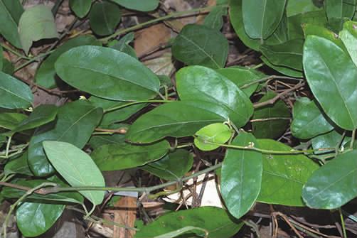 马兜铃科马兜铃属植物柔毛马兜铃,马兜铃目植物