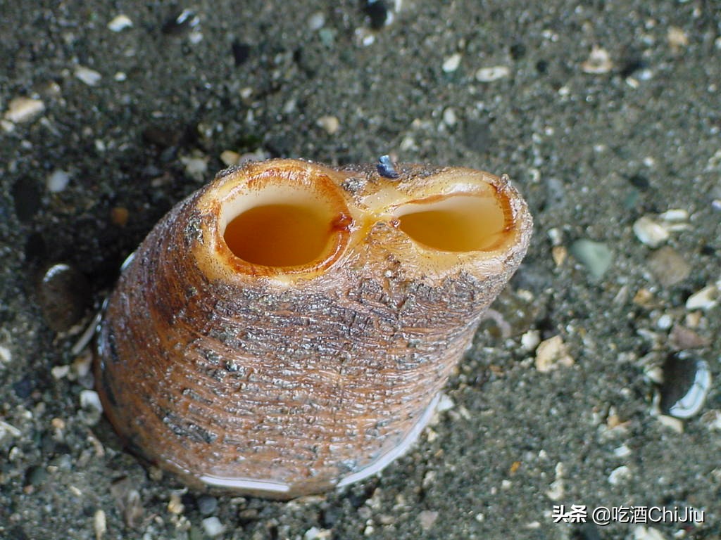 长相难以启齿的象拔蚌,当年餐桌上可是炙手可热!