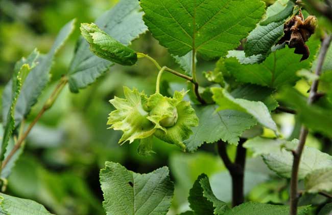 榛子是个什么干果,十大坚果榛子