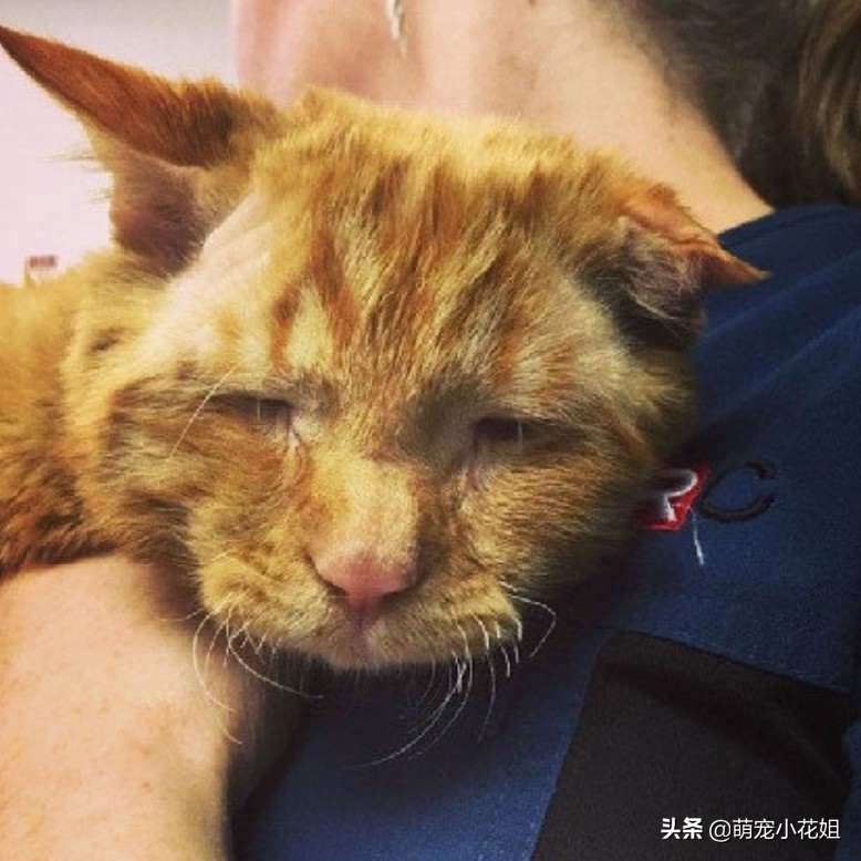 流浪猫被救助后无人收养会怎样,流浪猫在救助基地渴望被收养