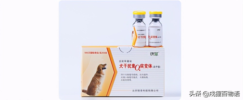 狗狗感染细小和冠状能治好吗,狗狗感染了细小怎么治疗