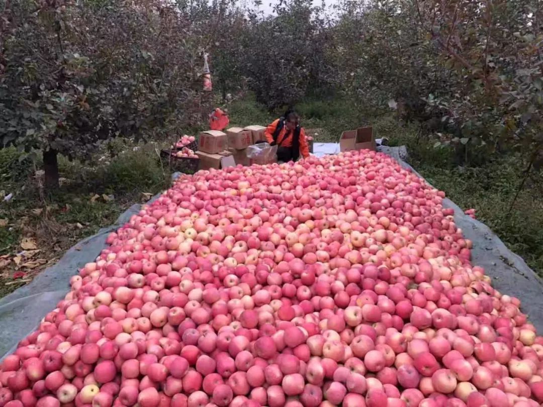 遵化优质苹果,墙裂安利最好看的剧