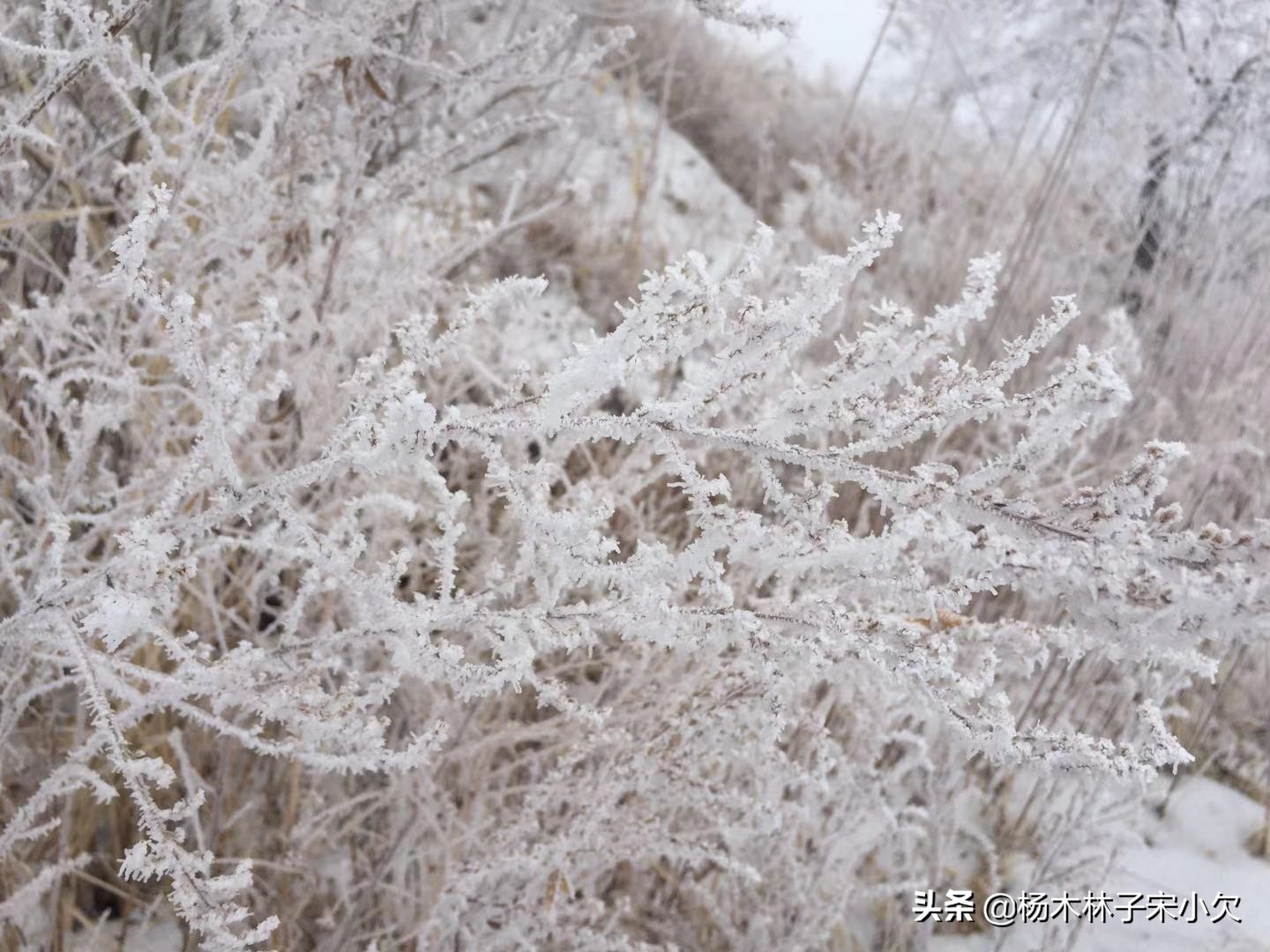 人类最大规模的*杀屠**，是房思琪式的*暴强**