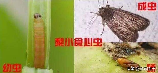 大樱桃幼芽干枯是咋回事,大樱桃嫩个别叶枯萎是怎么回事