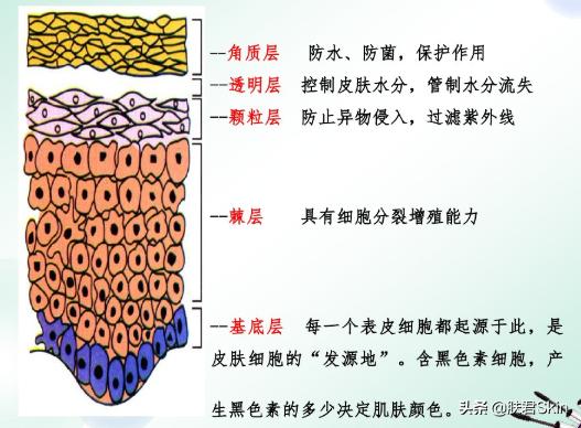 水果敷脸的好处和坏处,蔬菜水果敷脸有用吗