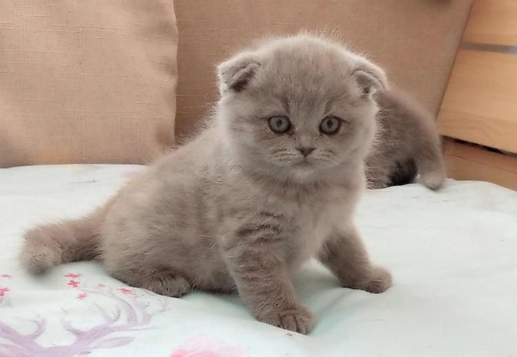 无毛猫是猫界中最贵的吗,最稀有的10种猫咪连土豪都买不起