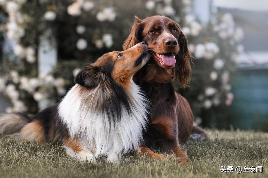 被猫狗咬了正确处理方法,被家养的猫狗咬了有事吗