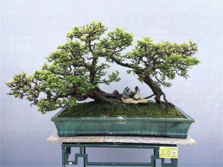 造型极美的盆景一起来欣赏,一组风吹出来的盆景欣赏动感十足