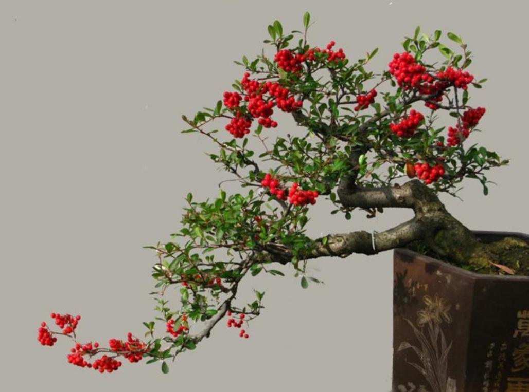 附石盆景哪种树最适合,一般盆景种树都用什么植料