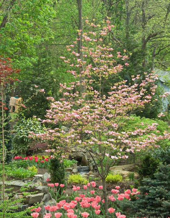 适合花园的小型树木,适合自家花园种植的树木花卉