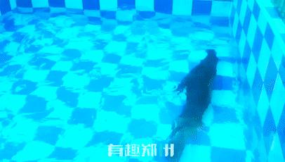 郑州市动物园开放,郑州市动物园什么时候去合适