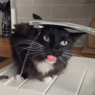 橘猫被抓警察局,肥猫被警察带走判刑