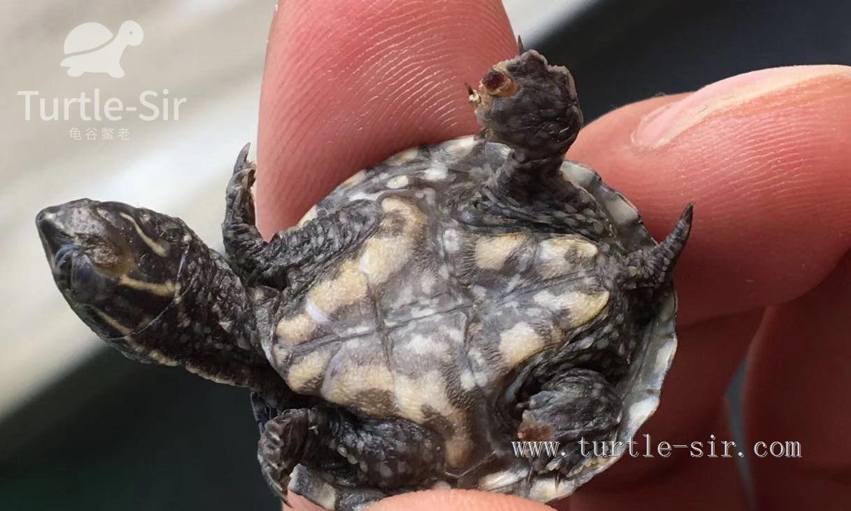 大龟买来该如何养,大龟买回来怎么养