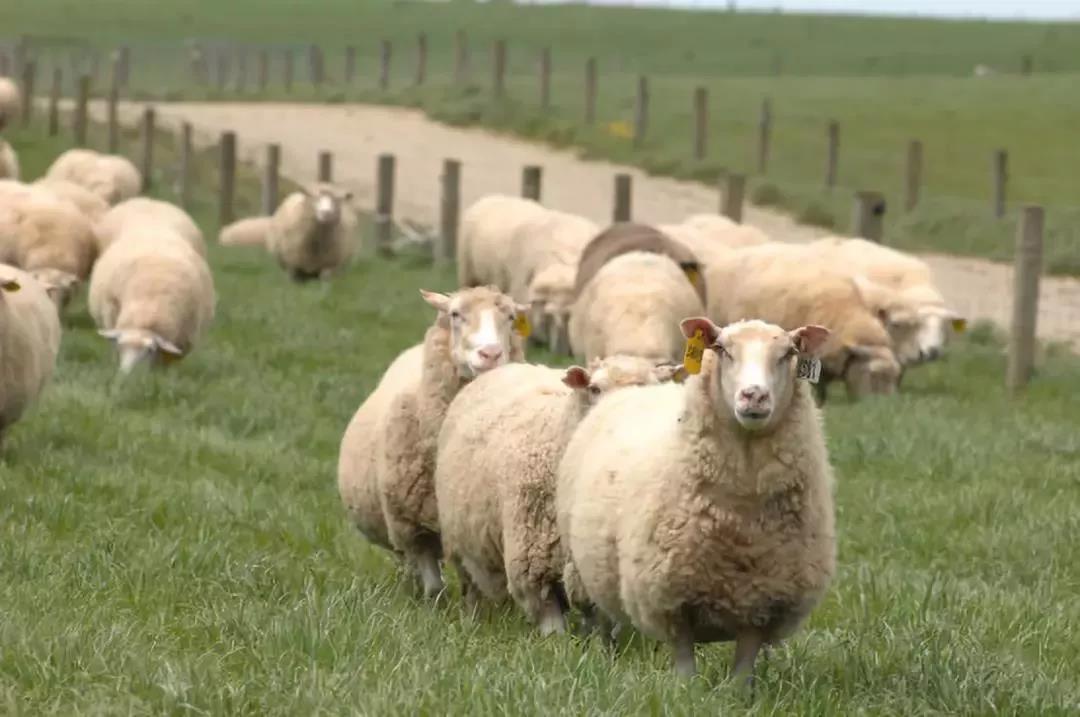 蓝河绵羊奶新国标口味测评,春天羊和蓝河绵羊奶哪个好吸收