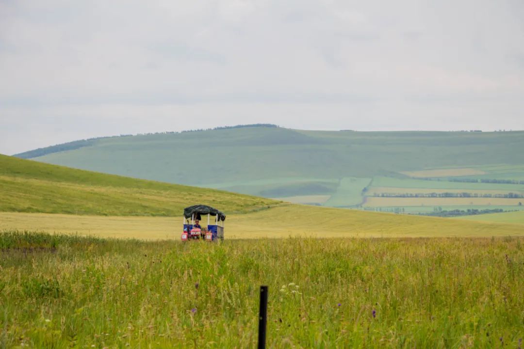 自驾三天呼伦贝尔大草原,自驾去呼伦贝尔草原七日游的攻略