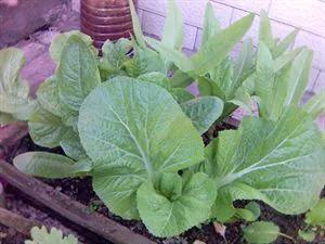 环保种菜酵素制作方法,环保酵素用什么果皮做出来