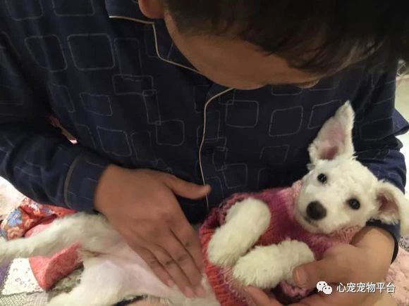 小狗细小胰腺炎,狗狗细小加胰腺炎在家怎么治