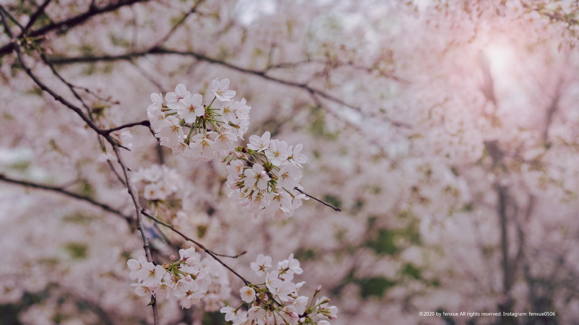 春日写生浪漫樱花,春季樱花写生季