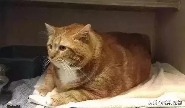 猫为何是液体,猫咪为什么要给猪染色