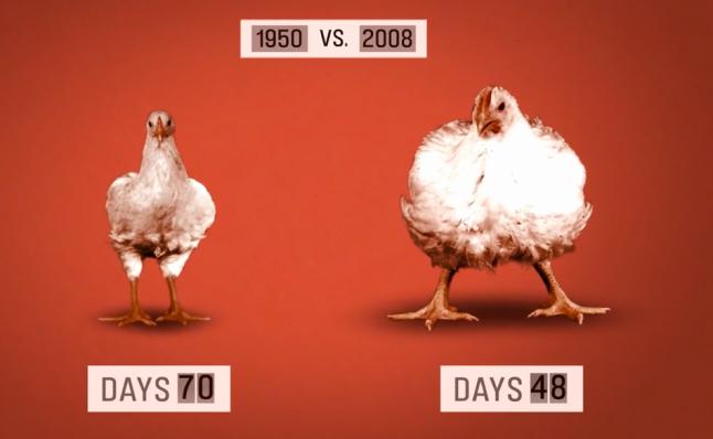 做一只鸡简单的教程,教你怎么做一只好吃又好看的鸡