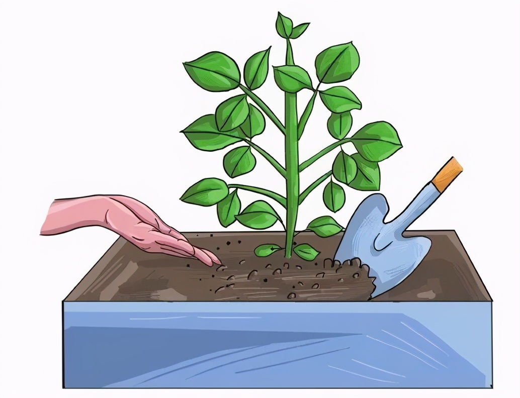 盆栽毛豆的种植方法和技术,盆栽毛豆种植方法