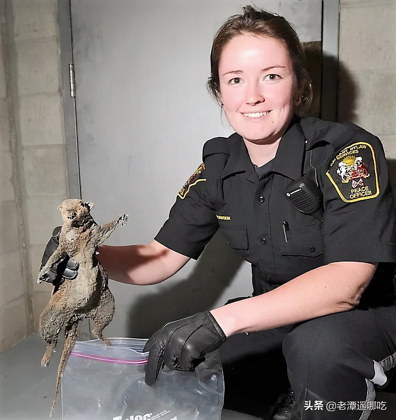 加拿大哪个城市老鼠最多,加拿大没有老鼠的地方