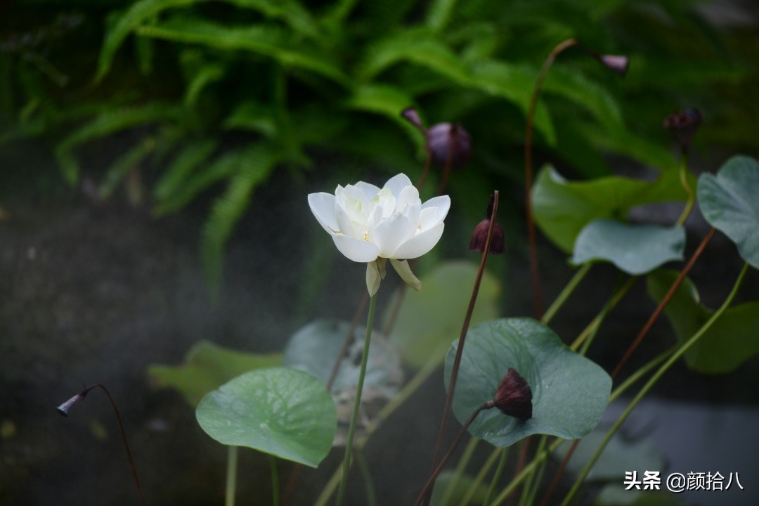 碗莲种藕生长到开花全过程,碗莲种植方法和时间图片