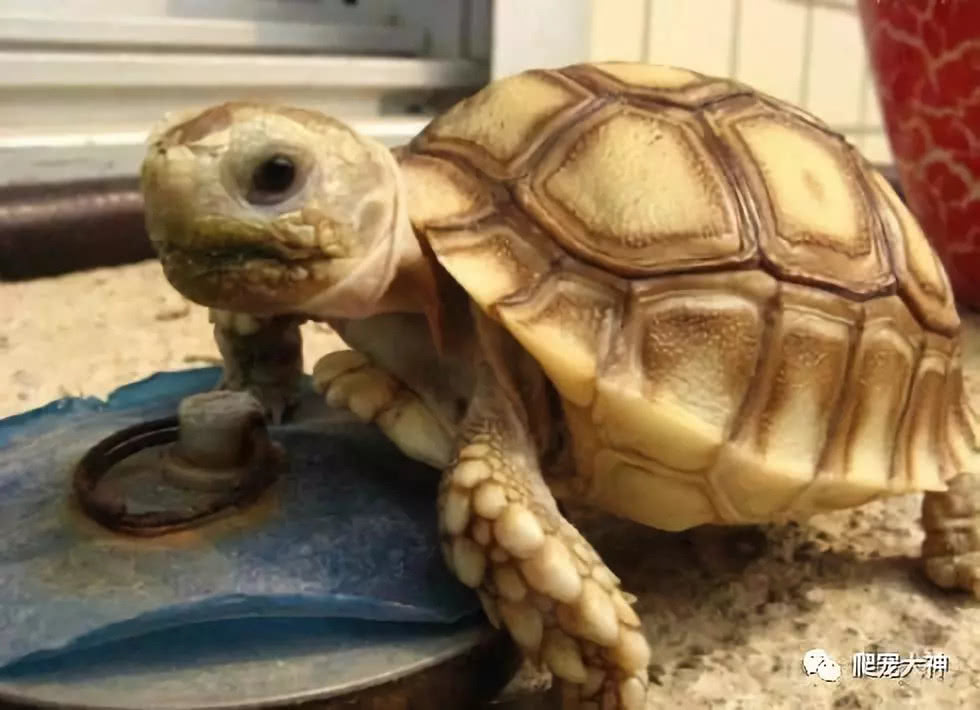 辐射龟和苏卡达的区别,亚达为什么有辐射