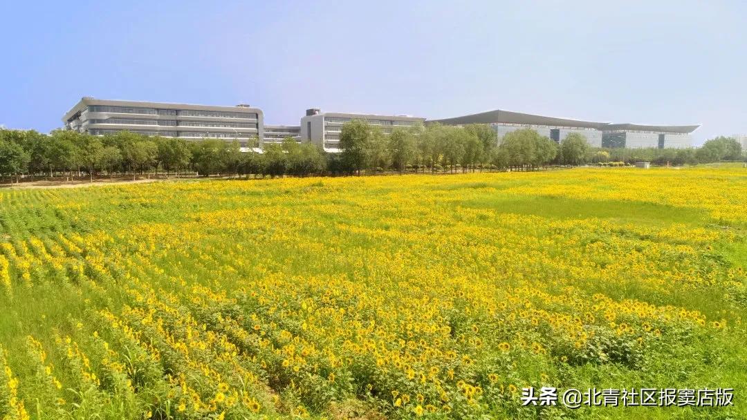 千亩向日葵游玩,百亩向日葵花海免费赏