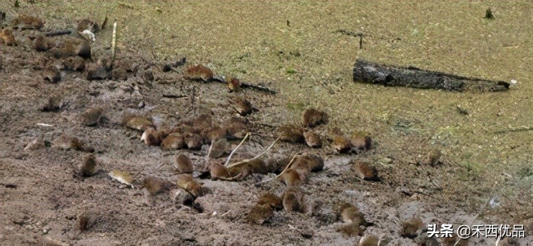 钻地鼠对人体有害吗,地鼠咬了有什么危害