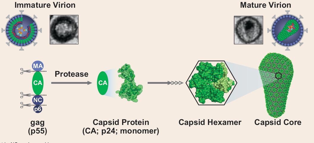 抗病毒治疗hiv药物有哪些,hiv长效注射抑制剂