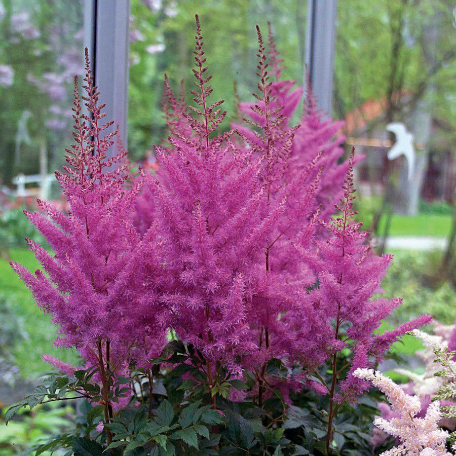 落新妇叶子什么样,落新妇的植物形态