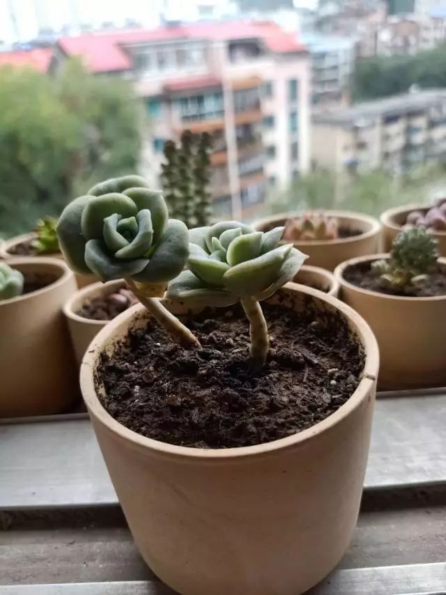 适合学生党养的多肉,适合大学宿舍长期养的多肉