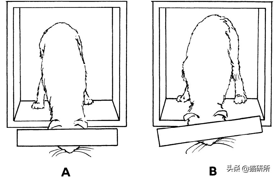 猫咪斗鸡眼是什么意思,猫咪斗鸡眼困倦不爱动微微颤抖