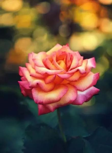 源自古诗的经典成语,诗词优美的成语