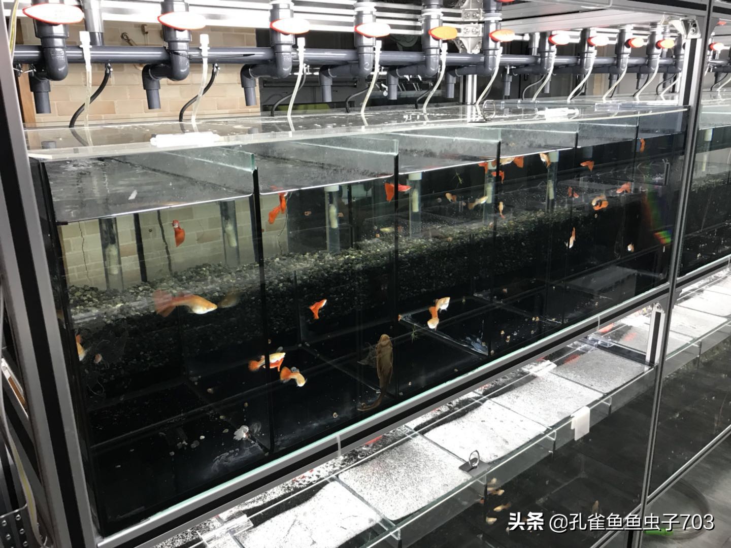 合缸后出现死鱼怎么办,混养缸为什么老是死鱼