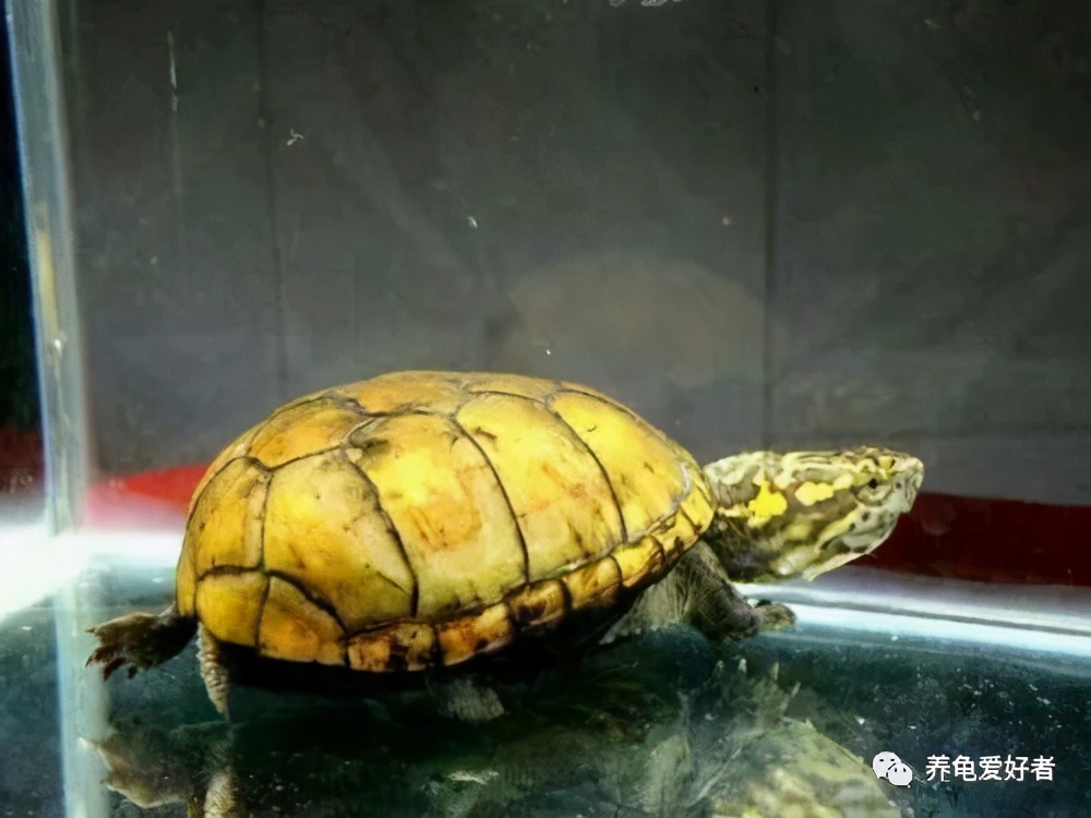 龟在冰箱如何冬眠,龟冬眠有哪些方式