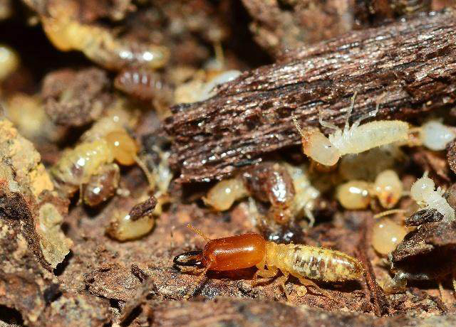 广州小区房子出现白蚁怎么办,广州哪里有白蚁