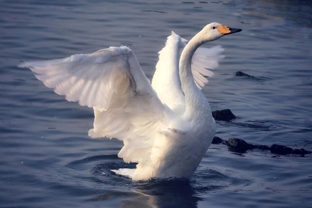 从宿州出发与天鹅相约