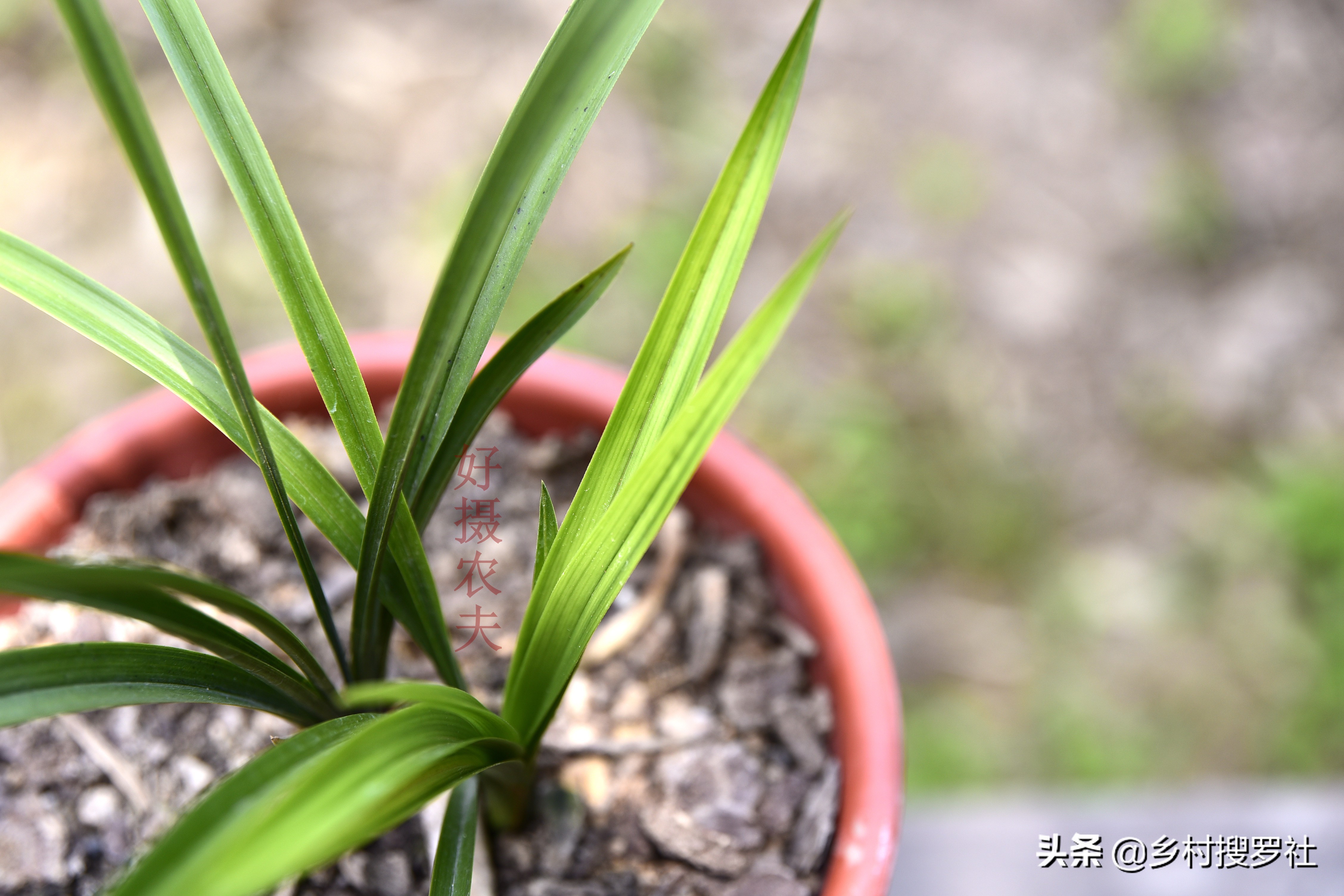 兰花专治介壳虫的特效配方,兰花蓟马和介壳虫可以一起杀吗