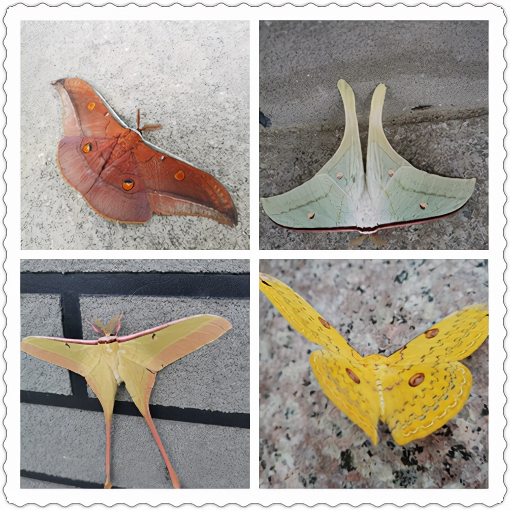 有关西湖的事,关于福州西湖的民间故事