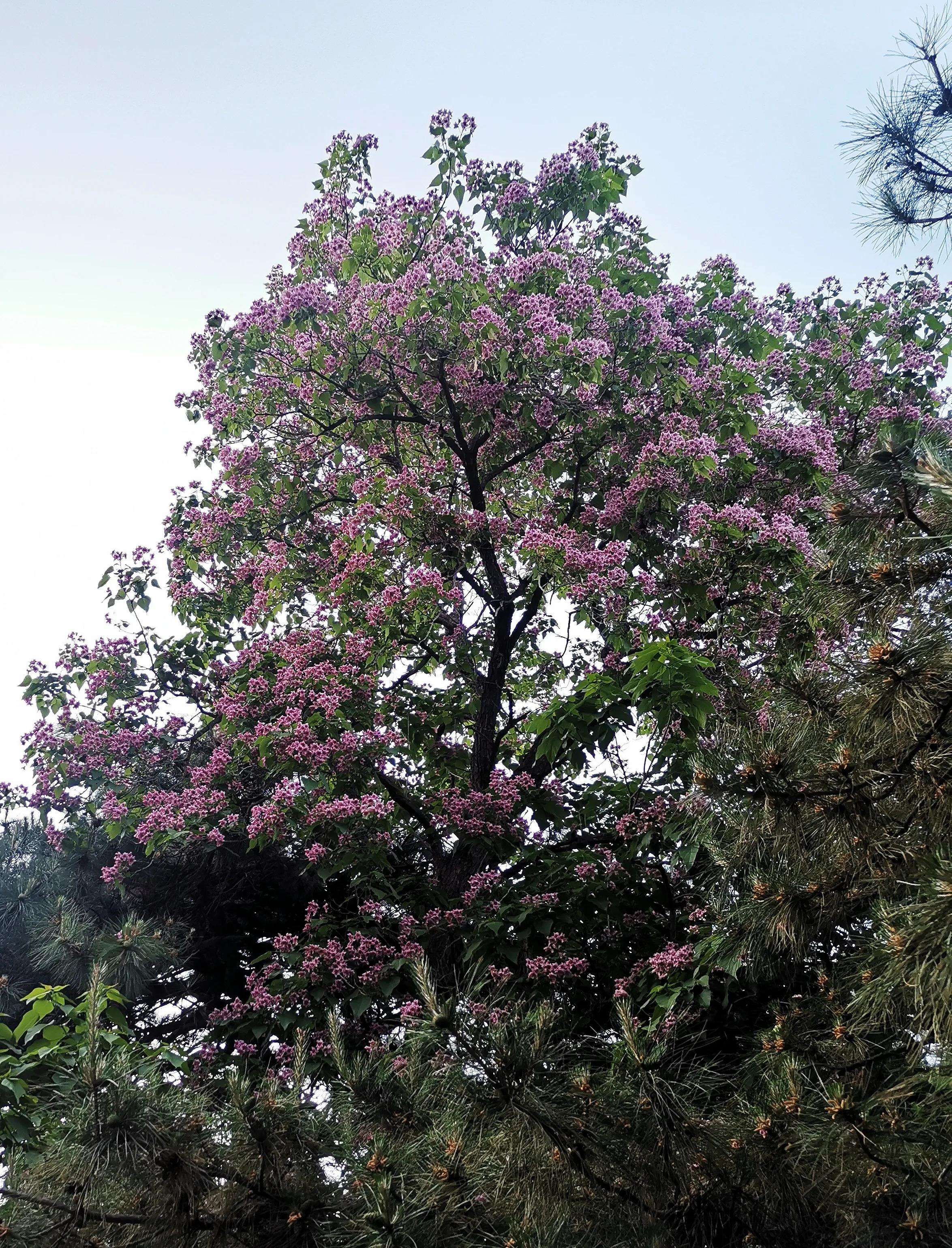 北京植物园牡丹园最佳观赏时间,北京牡丹花最佳观赏公园排名