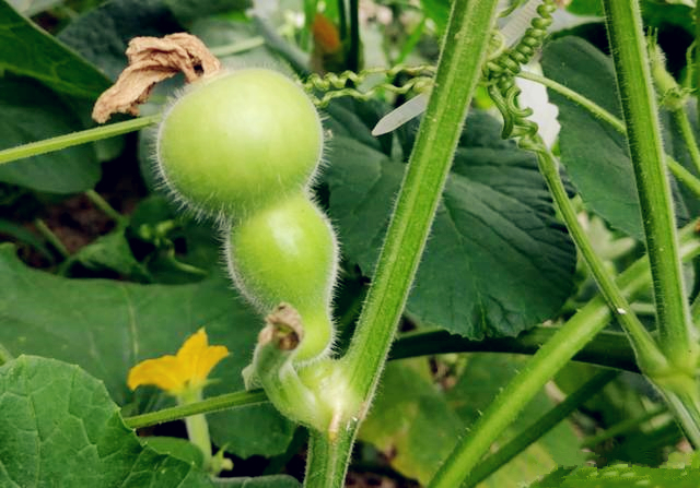 葫芦种阳台上怎么授粉,阳台上种小葫芦怎样架起来