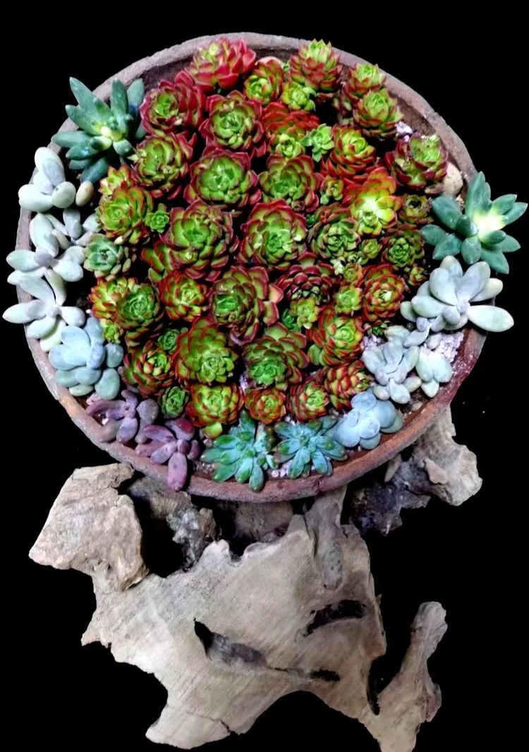 一盆仙人掌和一盆月季的故事,一个多肉的故事