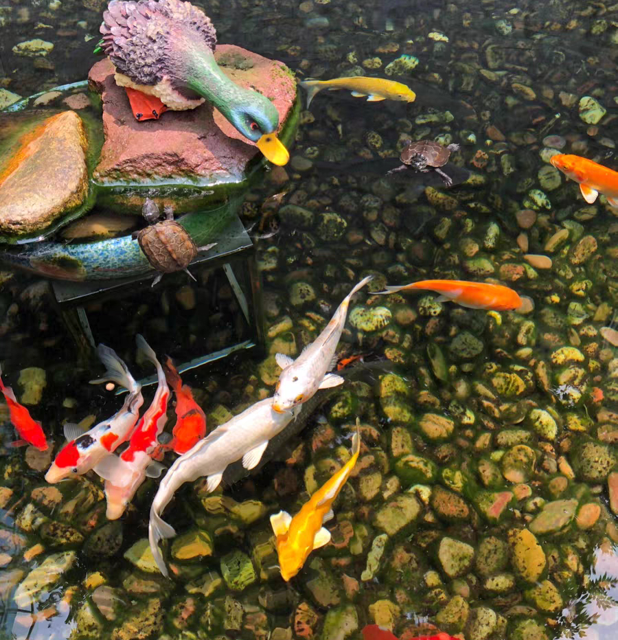 自建缸养锦鲤鱼视频,锦鲤趴鱼池怎么处理