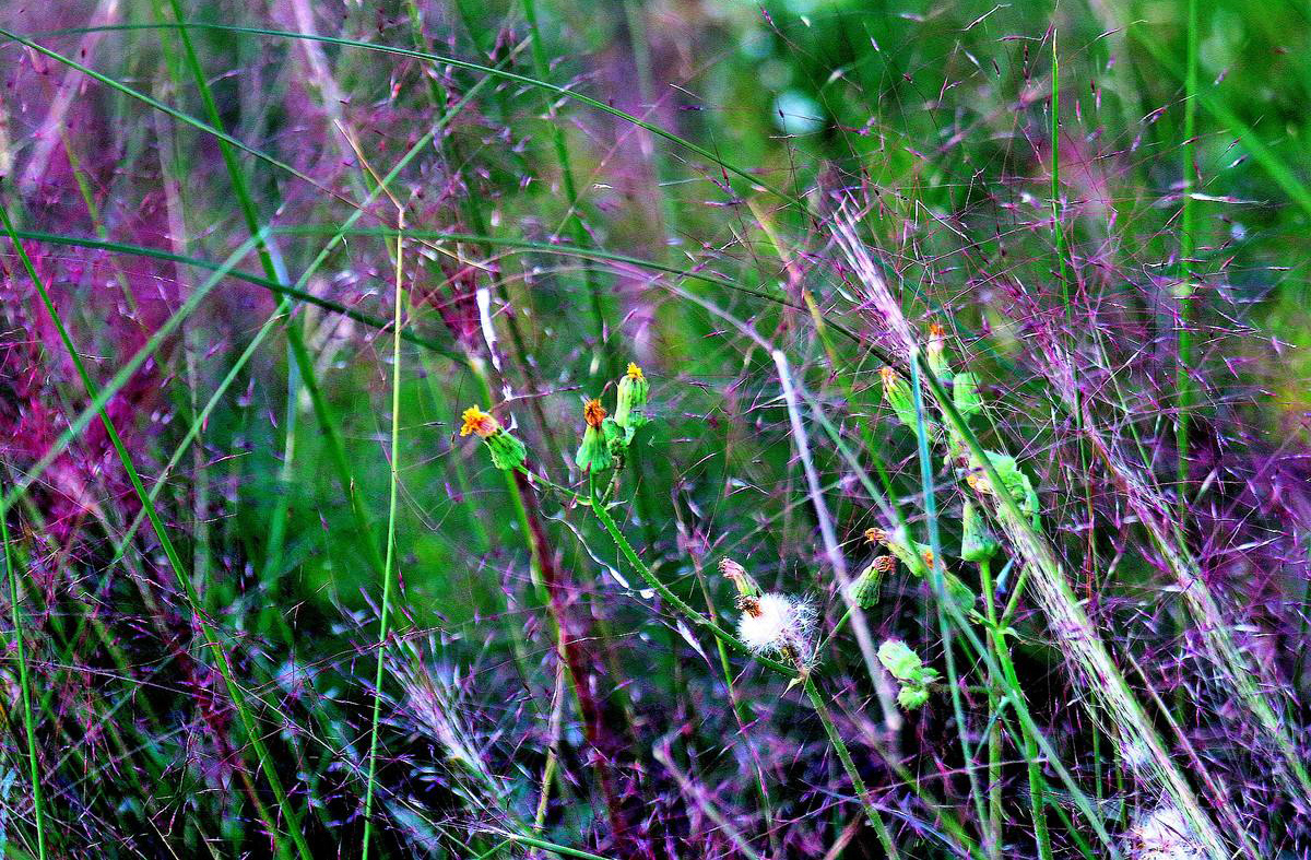 业精于勤荒于俭什么意思,学精于勤毛笔字