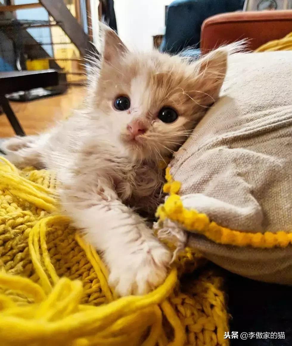 幸运的小小猫,幸运的猫咪全集