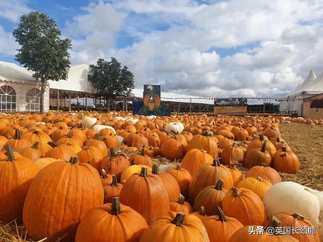 南瓜大作战攻略,南瓜大作战有几个地点